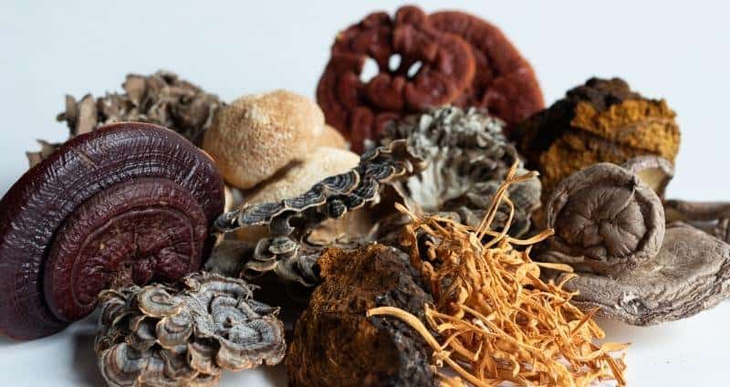 The Power of Medicinal Mushrooms: Boost Your Health with Fungi
