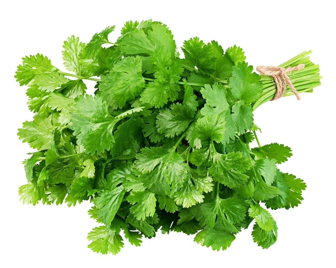 Coriander