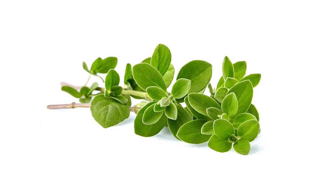 Oregano